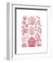 Florideae-Ernst Haeckel-Framed Art Print