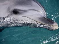 Close-Up of Dolphin-Floris Leeuwenberg-Photographic Print