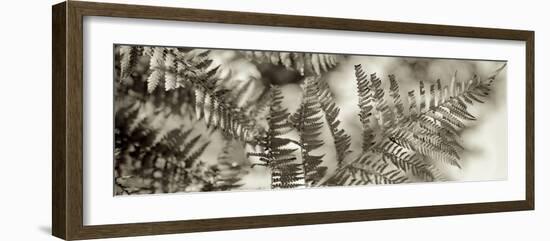 Florison 101-Alan Blaustein-Framed Photographic Print