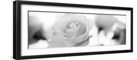 Florison #102-Alan Blaustein-Framed Photographic Print