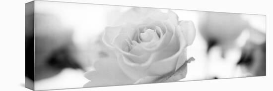 Florison #102-Alan Blaustein-Stretched Canvas