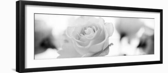 Florison #102-Alan Blaustein-Framed Premium Photographic Print