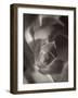 Florison #11-Alan Blaustein-Framed Photographic Print