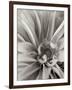 Florison 21-Alan Blaustein-Framed Photographic Print