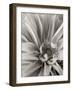 Florison 21-Alan Blaustein-Framed Photographic Print