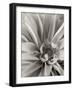 Florison 21-Alan Blaustein-Framed Photographic Print