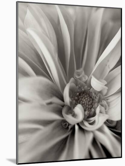 Florison 21-Alan Blaustein-Mounted Photographic Print