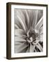 Florison #21-Alan Blaustein-Framed Photographic Print