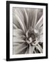 Florison #21-Alan Blaustein-Framed Photographic Print