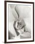 Florison 22-Alan Blaustein-Framed Photographic Print