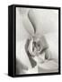 Florison 22-Alan Blaustein-Framed Stretched Canvas