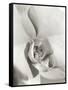 Florison 22-Alan Blaustein-Framed Stretched Canvas