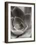 Florison 25-Alan Blaustein-Framed Photographic Print