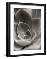 Florison 25-Alan Blaustein-Framed Photographic Print
