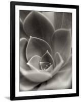 Florison 25-Alan Blaustein-Framed Photographic Print