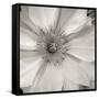 Florison 32-Alan Blaustein-Framed Stretched Canvas