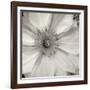 Florison 32-Alan Blaustein-Framed Photographic Print