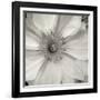 Florison 32-Alan Blaustein-Framed Photographic Print