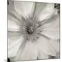 Florison 32-Alan Blaustein-Mounted Photographic Print