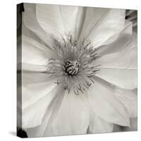 Florison 32-Alan Blaustein-Stretched Canvas