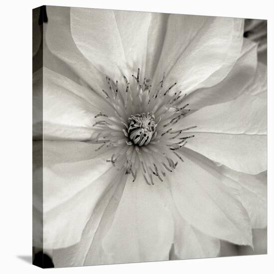 Florison 32-Alan Blaustein-Stretched Canvas