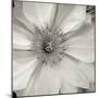 Florison 32-Alan Blaustein-Mounted Photographic Print