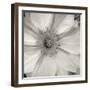 Florison 32-Alan Blaustein-Framed Photographic Print