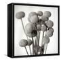 Florison 33-Alan Blaustein-Framed Stretched Canvas