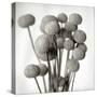 Florison 33-Alan Blaustein-Stretched Canvas