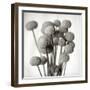 Florison 33-Alan Blaustein-Framed Photographic Print