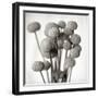 Florison 33-Alan Blaustein-Framed Photographic Print