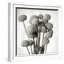 Florison 33-Alan Blaustein-Framed Photographic Print