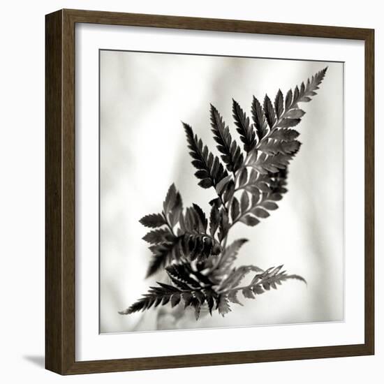 Florison 41-Alan Blaustein-Framed Photographic Print