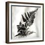 Florison 41-Alan Blaustein-Framed Photographic Print