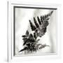 Florison 41-Alan Blaustein-Framed Photographic Print