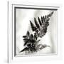 Florison 41-Alan Blaustein-Framed Photographic Print