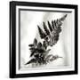 Florison 41-Alan Blaustein-Framed Photographic Print