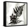 Florison 41-Alan Blaustein-Framed Stretched Canvas