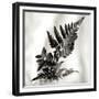 Florison 41-Alan Blaustein-Framed Photographic Print