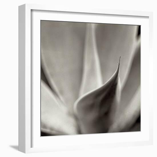 Florison 42-Alan Blaustein-Framed Photographic Print