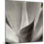 Florison 42-Alan Blaustein-Mounted Photographic Print