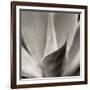 Florison 42-Alan Blaustein-Framed Photographic Print