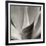 Florison 42-Alan Blaustein-Framed Photographic Print