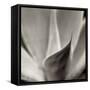 Florison 42-Alan Blaustein-Framed Stretched Canvas