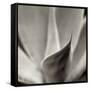 Florison 42-Alan Blaustein-Framed Stretched Canvas