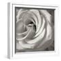 Florison 43-Alan Blaustein-Framed Photographic Print