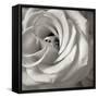 Florison 43-Alan Blaustein-Framed Stretched Canvas