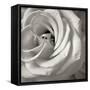 Florison 43-Alan Blaustein-Framed Stretched Canvas