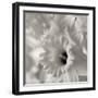 Florison 45-Alan Blaustein-Framed Photographic Print