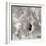 Florison 45-Alan Blaustein-Framed Photographic Print